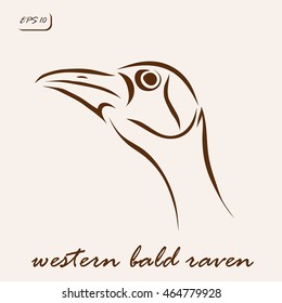 Vector illustration. Illustration shows a Western bald raven bird