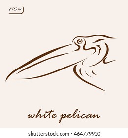 Vector illustration. Illustration shows a White pelican bird
