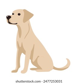 La Ilustración vectorial muestra un labrador retriever amarillo sobre un fondo blanco. El perro se gira hacia la izquierda y tiene la cabeza ligeramente levantada. Tiene una cola larga y está sentado.