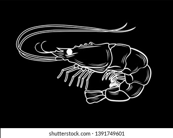 Vector illustration of a shrimp in black and white chalk style