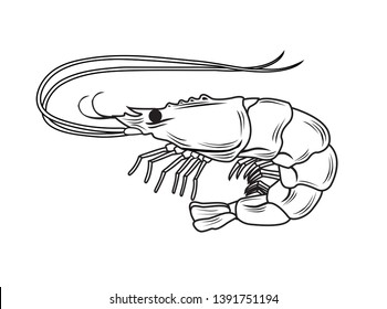 Vector illustration of a shrimp in black and white graphic style