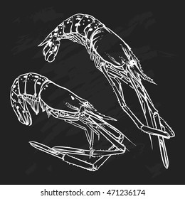 Vector illustration of a shrimp drawing on a black background. Hand drawn seafood illustration. Great for menu, poster or label.