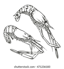 Vector illustration of a shrimp drawing on a white background. Hand drawn seafood illustration. Great for menu, poster or label.