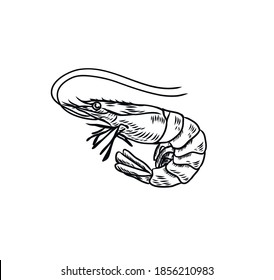 Vector illustration of a shrimp. Sea animals in Doodle style. Hatch. Vector shrimp on isolated white background. For cafes, restaurants, menus.