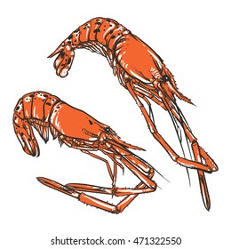 Vector illustration of a Shrimp set drawing on a white background. Hand drawn seafood illustration. Great for menu, poster or label.