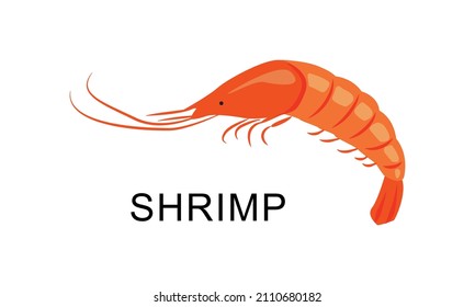 Vector illustration of a shrimp in shell. Seafood. For fish restaurant menus, for packaging in markets and shops.