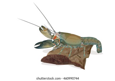 Vector Illustration: Shrimp yabbie crayfish (Cherax destructor) or albidus On Dry leaf Sea almond isolated white background. 