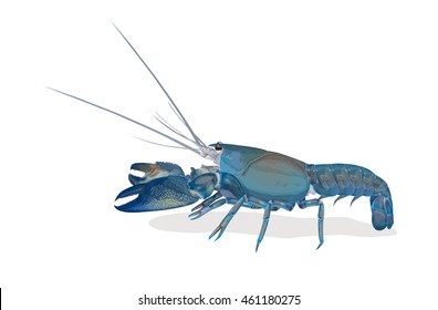 Vector Illustration: Shrimp yabbie crayfish (Cherax destructor) or albidus  Blue Pearl isolated on white background.