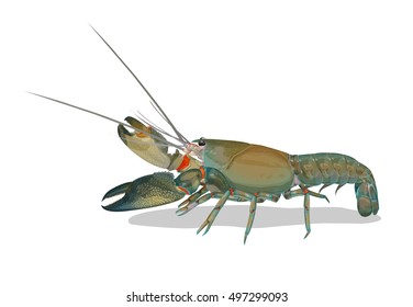 Vector Illustration: Shrimp yabbie crayfish (Cherax destructor) or albidus isolated on white background.