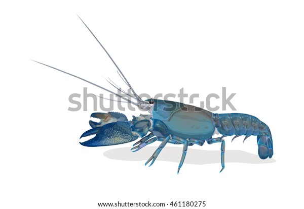 Vector Illustration Shrimp Yabbie Crayfish Cherax Stock Vector (Royalty ...