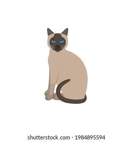 Vector illustration of a Siamese breed cat.