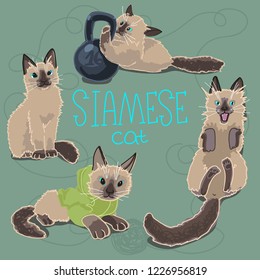 Vector illustration Siamese Cat