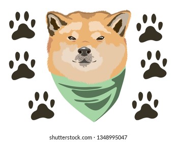 Vector illustration of a Siba Inu dog face with a green bandana around his neck. The dog looks like a gangster. Black marks of his paws are drawn around the head of the dog.