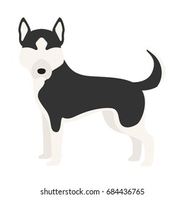 Vector illustration of siberian husky dog. Isolated on white background.