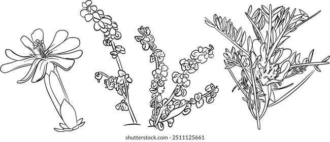 Vector illustration of Sicilian Plant: Saponara Sicula, Astrogallo dell'Etna e Romice dell'Etna