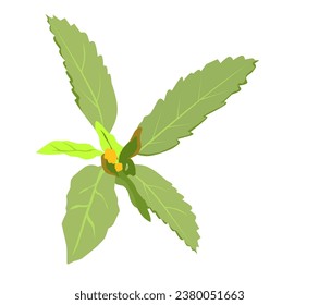 vector illustration of Sida acuta on a white background