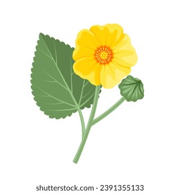 Vector illustration, Sida cordifolia flower with green leaves, herbal plant, isolated on white background.