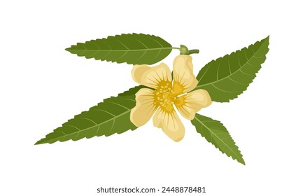 Vector illustration, Sida rhombifolia, commonly known as arrowleaf sida, isolated on white background.