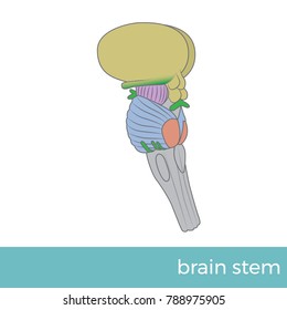 Vector Illustration Of Side View Of Brain Stem.
