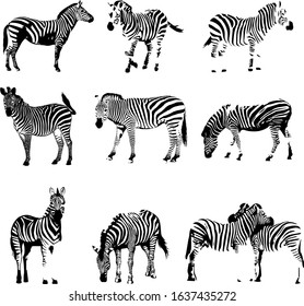 Vector Illustration Silhouette Animal Bundles Zebra