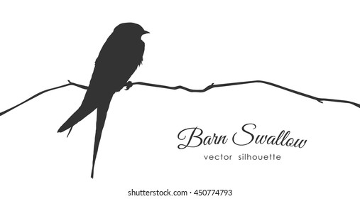 Vector illustration: Silhouette of Barn Swallow sitting on a dry branch.