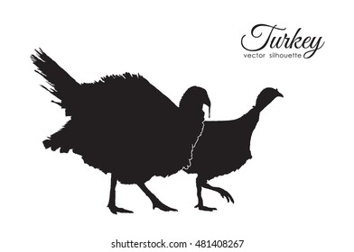 Vector illustration: Silhouette of couple turkeys isolated on white background.