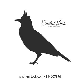 Vector illustration: Silhouette of Crested Lark. Little bird