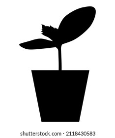 Vector illustration of silhouette of cucumber seedlings in a pot
