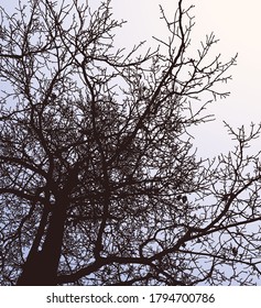 Vector illustration of silhouette deciduous tree in winter