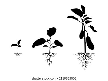 Vector illustration of silhouette eggplant plant with roots set