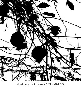 Vector illustration. Silhouette. Isolated background. Black on white. Fruit on a pomegranate tree with branches and leaves. Jewish new year. Celebration. Tree in the garden.