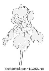 vector illustration
silhouette of an isolated iris flower. Drawing black and white for coloring, postcards, printing on cloth and clothes