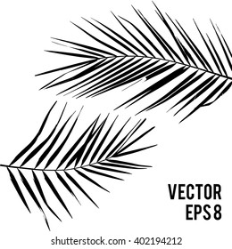 Vector illustration with silhouette of leafs of plant Kentia. 