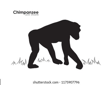 Vector illustration:  Silhouette of Monkey Chimpanzee on white background
