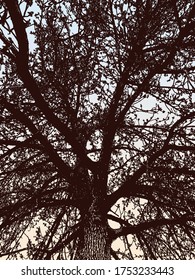 Ilustración vectorial del viejo árbol de silueta contra el cielo matutino