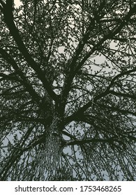 Ilustración vectorial del viejo árbol de silueta contra el cielo nublado