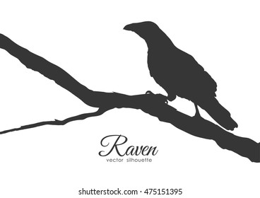 Vector illustration: Silhouette of Raven sitting on a dry branch.