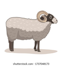 Vector illustration, silhouette of a sheep. The image of the animal in the pasture, agriculture and farm