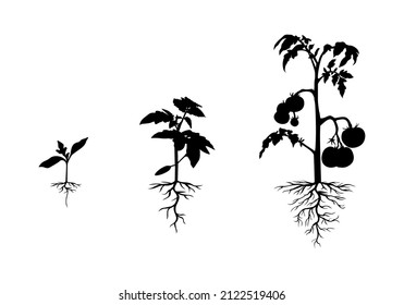 Vector illustration of silhouette tomato plant with roots set