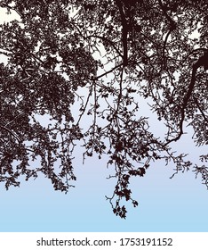 Vector illustration of silhouettes branches deciduous tree in autumn park