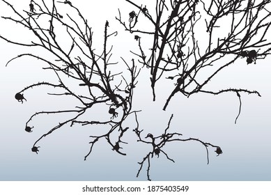 Vector illustration of silhouettes branches wild rose on snowy lawn