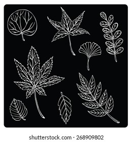 vector illustration silhouettes of different leaves