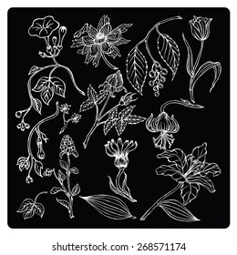 vector illustration silhouettes of different plants and flowers