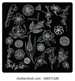 vector illustration silhouettes of different plants and flowers