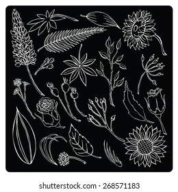 vector illustration silhouettes of different plants and flowers