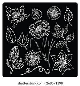 vector illustration silhouettes of different plants and flowers