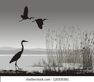 vector illustration silhouettes herons on the lake