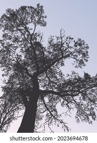 Vector illustration of silhouettes old oak tree in early  morning in cold season