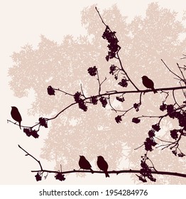 Vector illustration of silhouettes sparrows sitting on rowan branches in autumn park