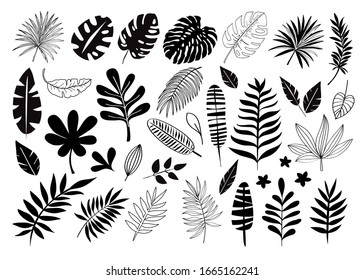 Vector illustration of silhouettes with tropical leaves on a white background. Summer concept